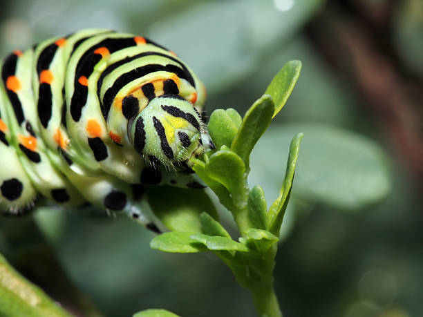 lagarta de refeição - lepidopteron imagens e fotografias de stock