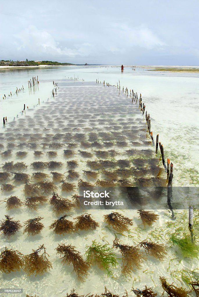Algas farm en la costa este de zanzíbar - Foto de stock de Alga libre de derechos