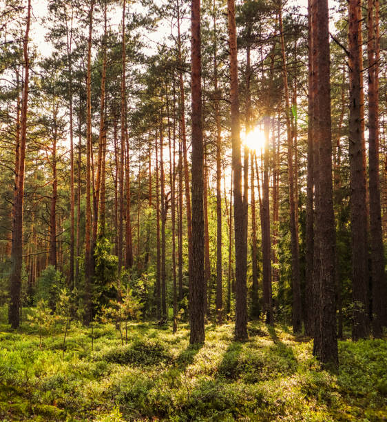 istock Sunlight on trees in a pine forest at sunset 1159230674
