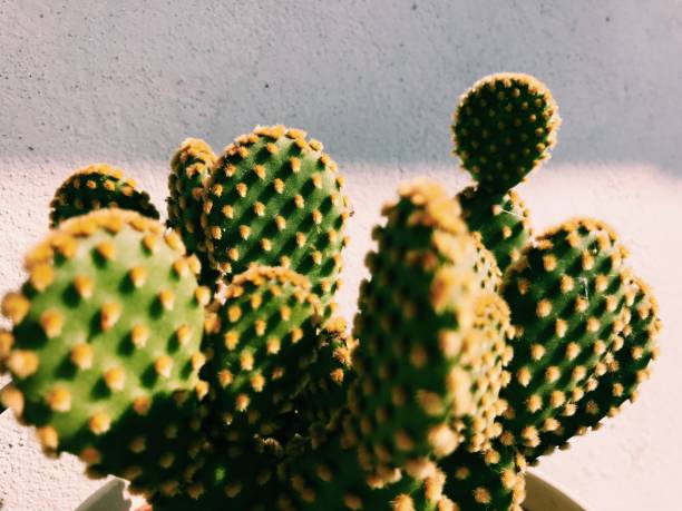 istock Closeup of cactus plant 1159231741