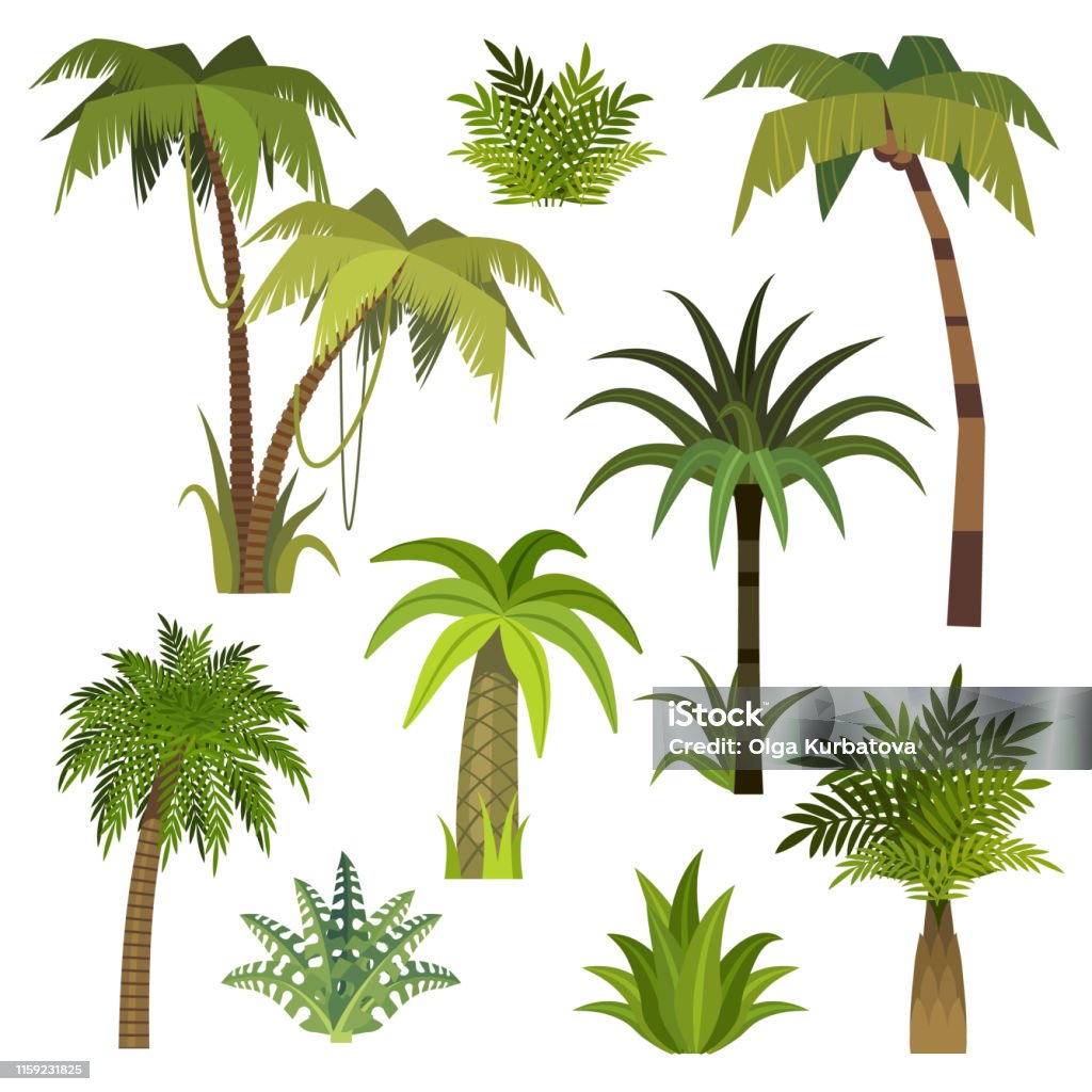 Ilustración de Palmera De Dibujos Animados Palmeras De La Selva Con Hojas Verdes Bosque Hawai Exótico Miami Verde Coco Playa Palmeras Aisladas Conjunto Vectorial y más Vectores Libres de Derechos de Alto - Ilustración de Palmera De Dibujos Animados Palmeras De La Selva Con Hojas Verdes Bosque Hawai Exótico Miami Verde Coco Playa Palmeras Aisladas Conjunto Vectorial y más Vectores Libres de Derechos de Alto -