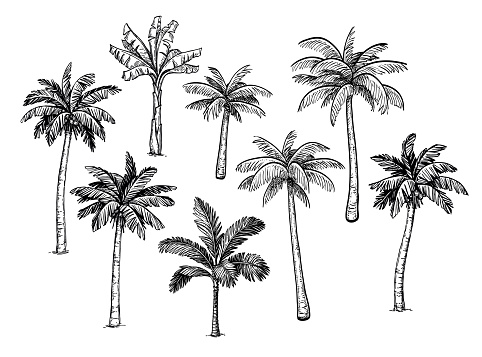 Collection of palm trees. Ink sketch isolated on white background. Hand drawn vector illustration. Retro style set.