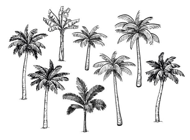 Collection of palm trees. Collection of palm trees. Ink sketch isolated on white background. Hand drawn vector illustration. Retro style set. palm tree illustrations stock illustrations