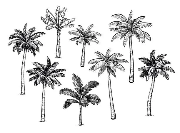 Vector illustration of Collection of palm trees.