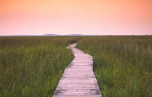 Swamp Trail Hellcat Swamp Trail in the Parker River Wildlife Refuge, Plum Island, Newburyport, Massachusetts essex county massachusetts stock pictures, royalty-free photos & images