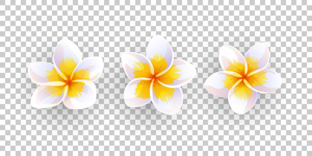 wektorowa ilustracja kwiatów plumeria. - cut flowers white tropical climate nature stock illustrations