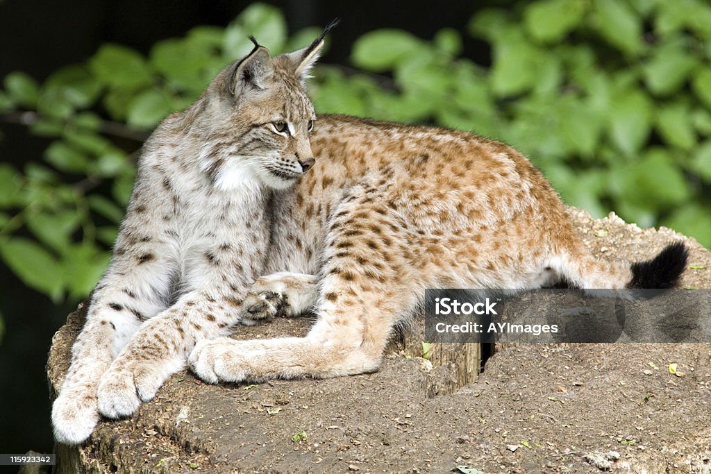 Lynx eurasien - Photo de Suède libre de droits