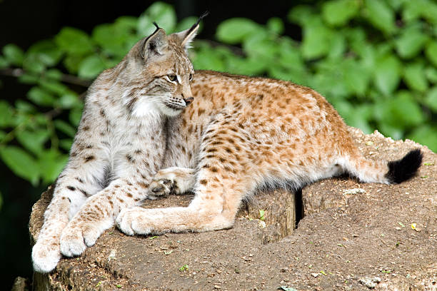 Eurasian Lynx stock photo