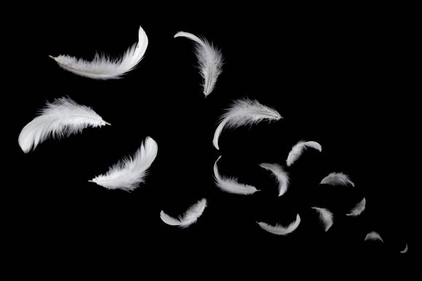 istock White feathers floating in the air. isolated on black background. 1159235215