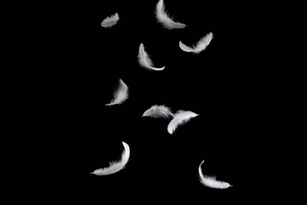 istock White feathers falling down in the air. isolated on black background. 1159235251