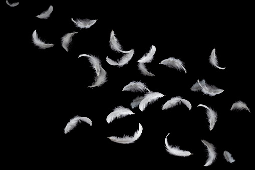 Plumas blancas flotando en el aire. aislado sobre fondo negro. photo