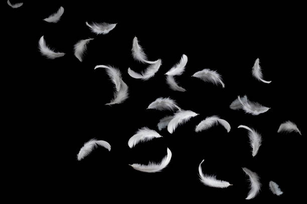 空中に浮かぶ白い羽。黒い背景に隔離されています。 - 羽 ストックフォトと画像