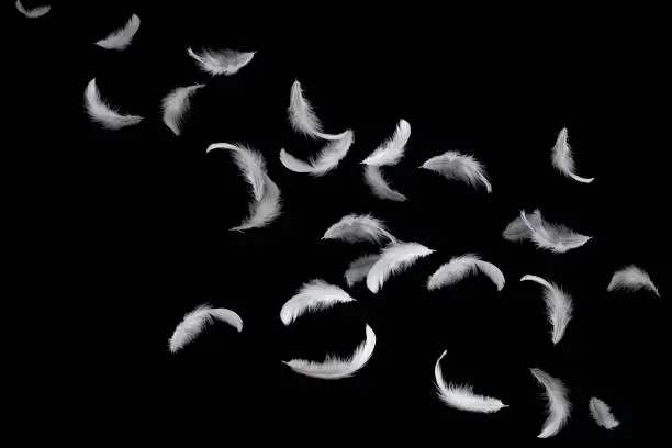 Photo of White feathers floating in the air. isolated on black background.