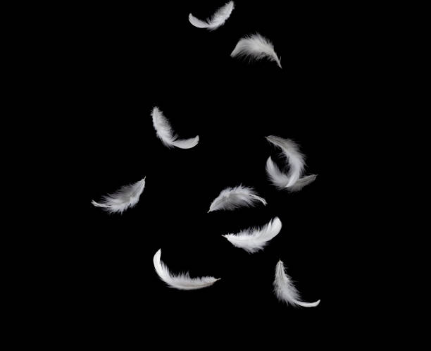 istock White feathers falling down in the air. Isolated on black background 1159235253