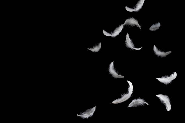 istock White feathers falling down in the air. isolated on black background. 1159235255