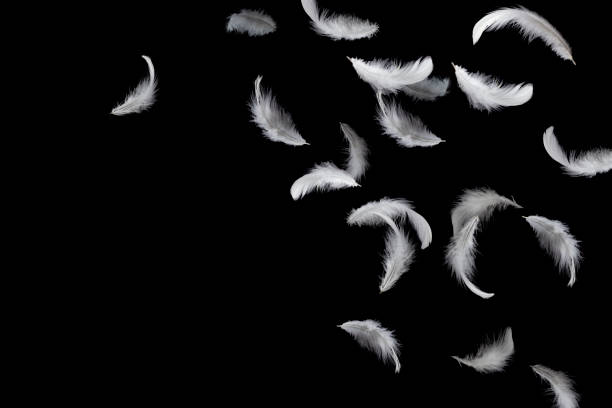 istock White feathers floating in the air. isolated on black background. 1159235256