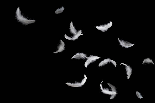 istock White feathers floating in the air. Black background 1159235267