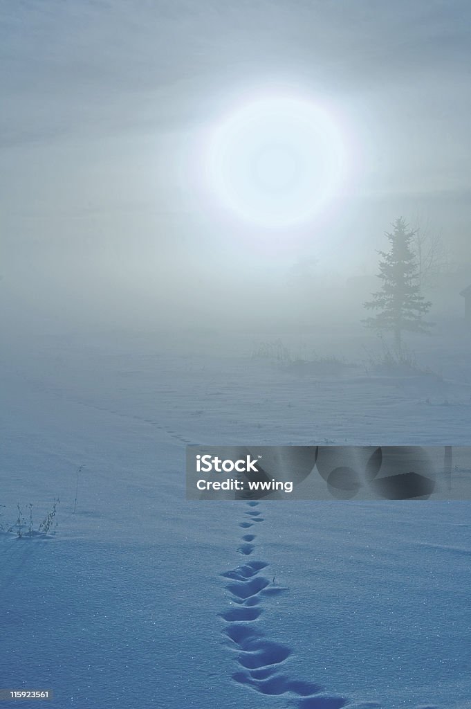 Brouillard, coucher de soleil, et empreintes d'animaux dans la neige - Photo de Neige libre de droits