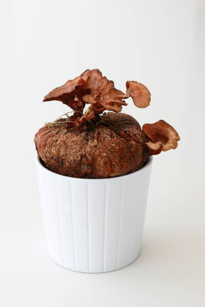 흰 냄비에 버섯 - shiitake mushroom mushroom dried food dried plant 뉴스 사진 이미지