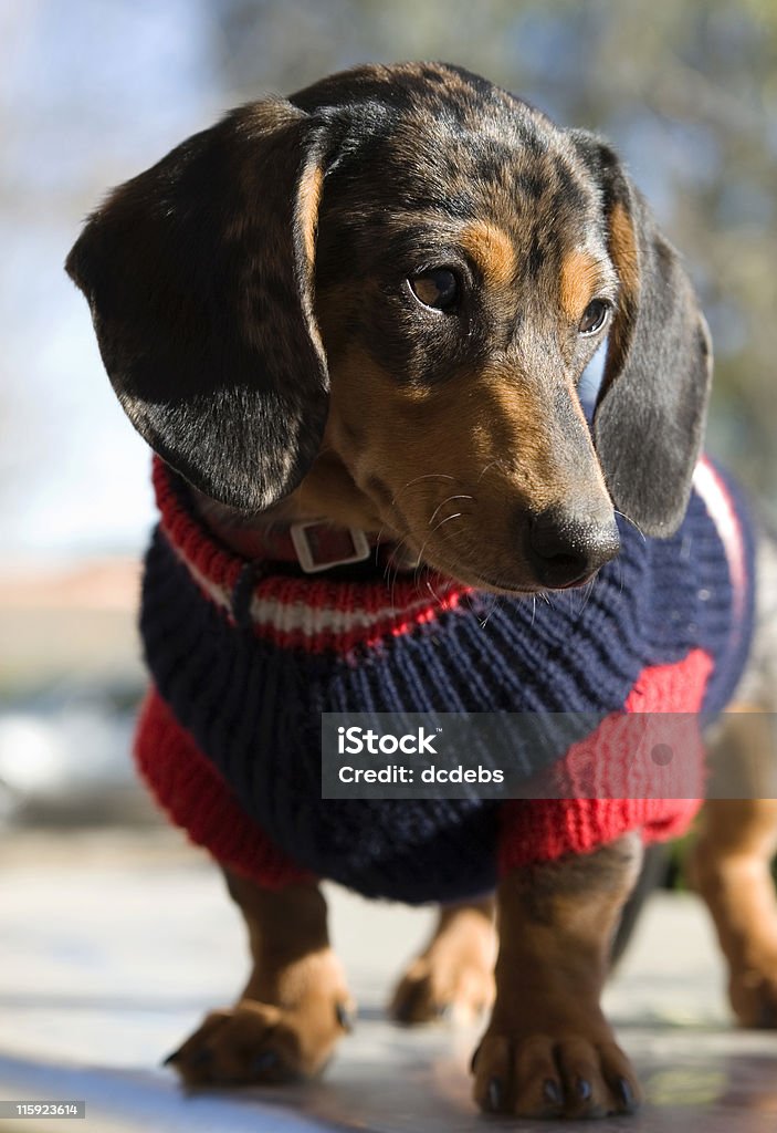 Dachshund in a Sweater  Dog Coat Stock Photo