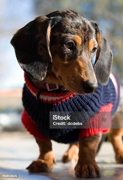 Dachshund In A Sweater Stock Photo - Download Image Now - Dog Coat, Dog, Animal