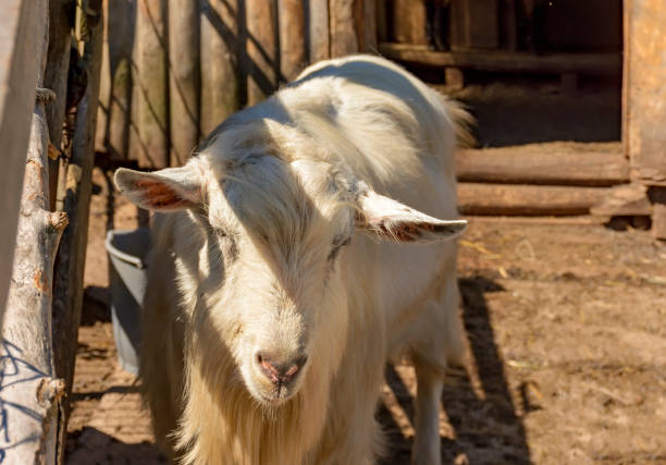 istock White milk goats in a pen near the barn. 1159236307