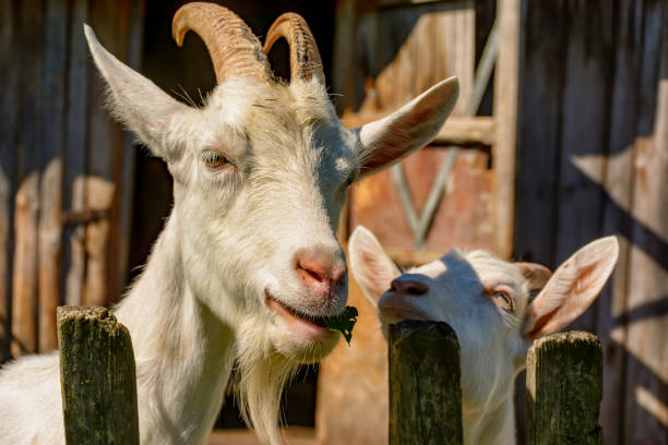 istock White milk goats in a pen near the barn. 1159236321