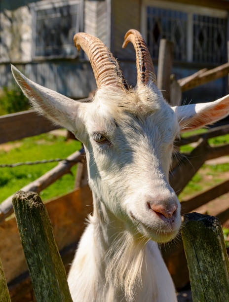 istock White milk goats in a pen near the barn. 1159236323