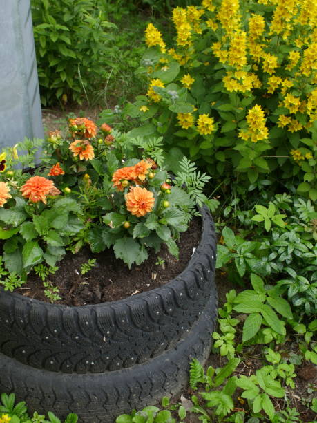 istock flower bed of old car tires 1159236564