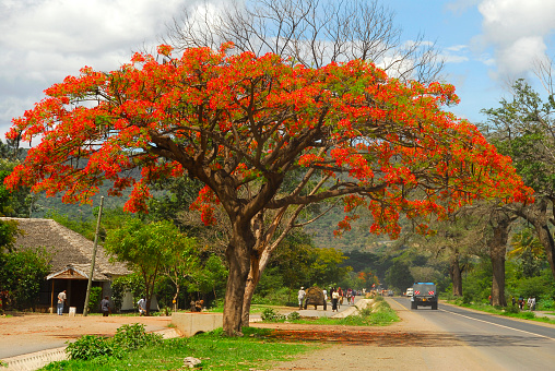 African road with beautiful Flamboyant tree,Tanzania.