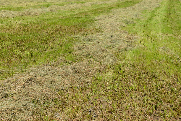 istock Freshly cut grass on a field on a sunny summer day 1159237535