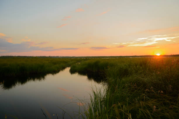 istock Summer sunset on a lake overgrown with reeds. 1159237810