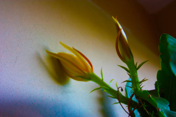 istock particular yellow flower bloom grown on a succulent plant 1159238081