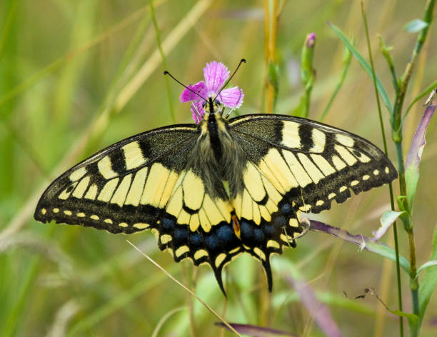 istock Machaon butterfly on the flower 1159238681