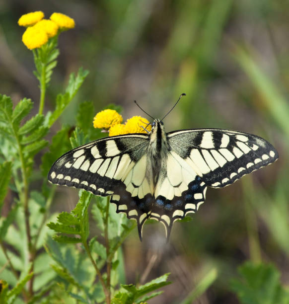 istock Machaon butterfly on Tansy flower 1159238684