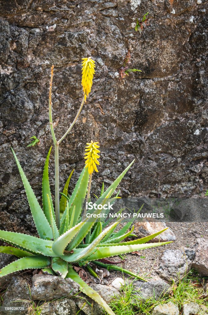 Foto de Planta De Aloe Vera Com Flores Amarelas Em Guadalupe e mais fotos  de stock de Amarelo - iStock