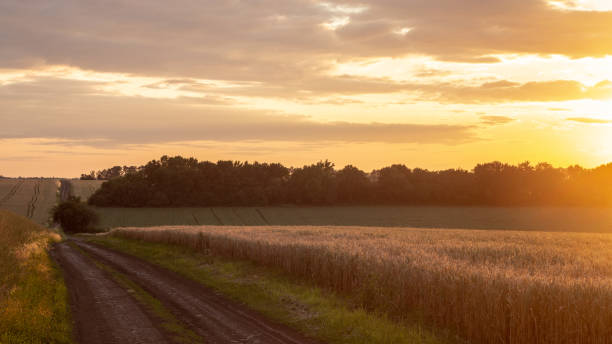 istock Wheat field with blue sky with sun and clouds against the backdrop 1159238760