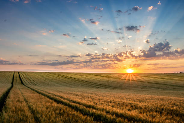 istock Wheat field with blue sky with sun and clouds against the backdrop 1159238776