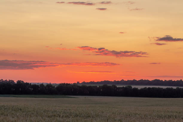 istock Wheat field with blue sky with sun and clouds against the backdrop 1159238783