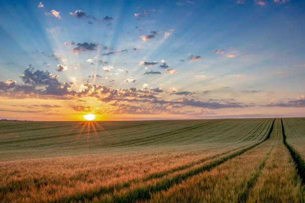 istock Wheat field with blue sky with sun and clouds against the backdrop 1159238785
