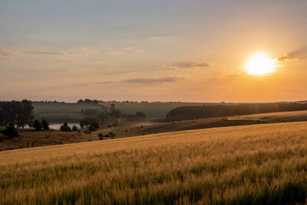 istock Wheat field with blue sky with sun and clouds against the backdrop 1159238790