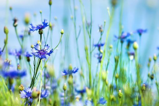 Summer background with bright blooming cornflowers in the field.