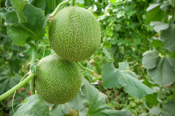 Melon or cantaloupe melons growing in supported by string melon nets ,The yellow melon with leaves and sunlight in the farm waiting for harvest.