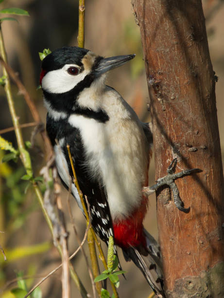 istock Great spotted woodpecker (Dendrocopos major) on the branch 1159239886