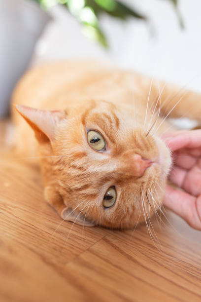 istock Receiving love from my human 1159240189