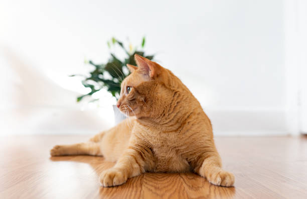 istock Cats life at home 1159240192