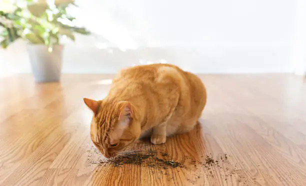 Domestic cat enjoying catnip at home