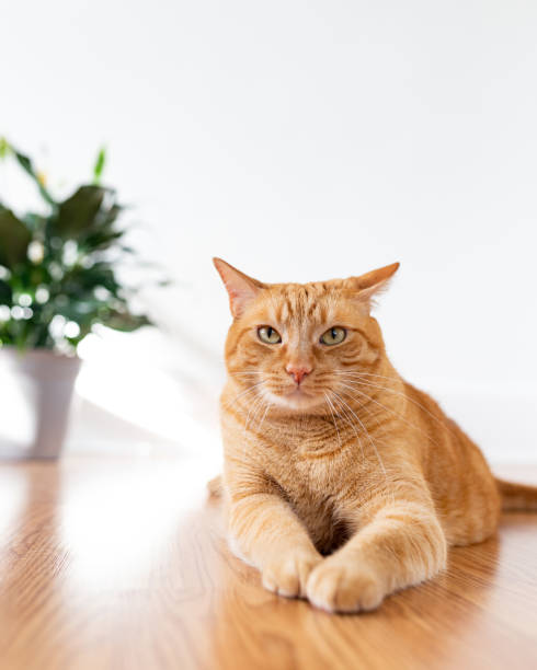 istock Cats life at home 1159240208