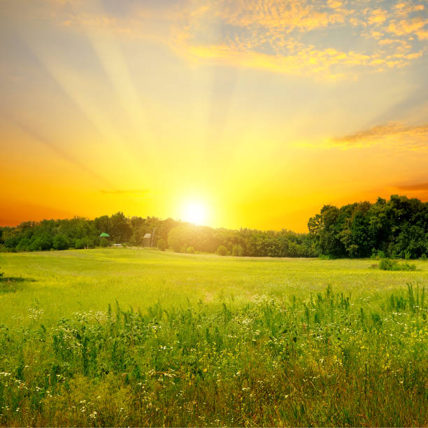 istock Green field and bright sunset. Rural landscape. 1159240258
