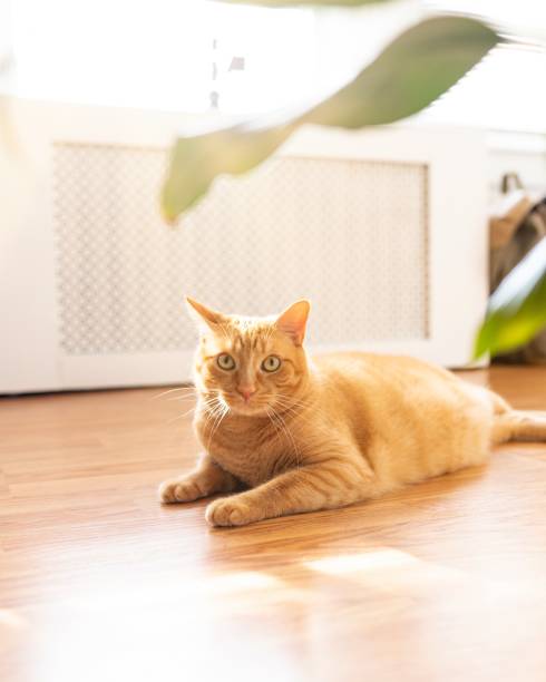 istock Cats life at home 1159240295